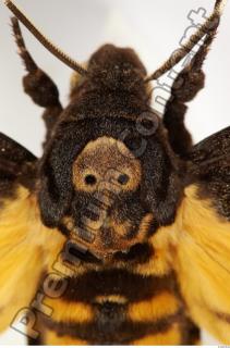 Death-head Hawkmoth - Acherontia atropos 0003